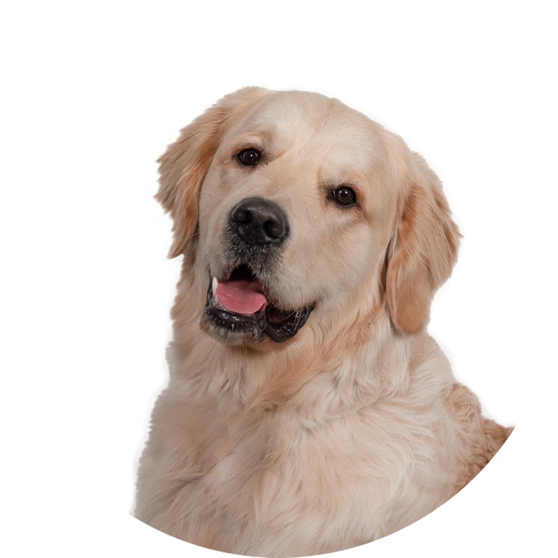 Charly, der Bürohund